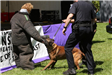 K-9 Police Practice 11