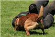 K-9 Police Practice 19