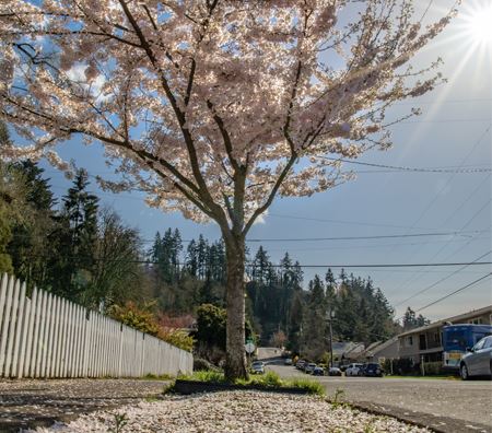 Blooming cherry blossom tree near a street