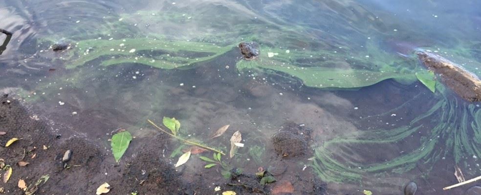 Figure2_Sept2015_SmallBlooms